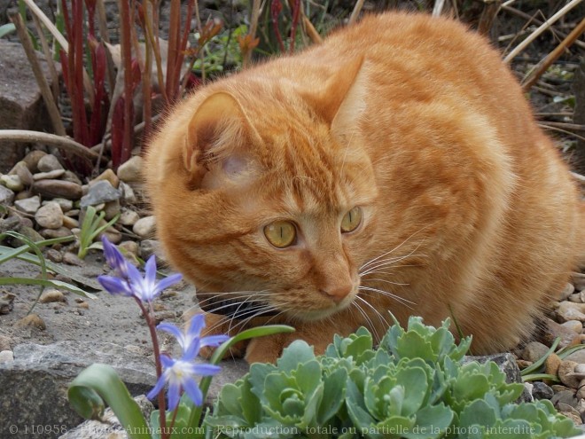 Photo de Chat domestique