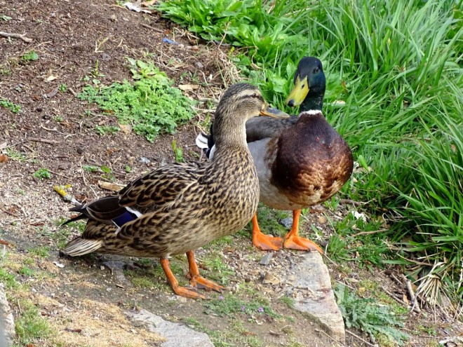 Photo de Canard colvert