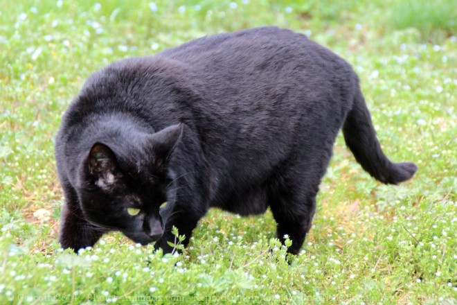 Photo de Chat domestique