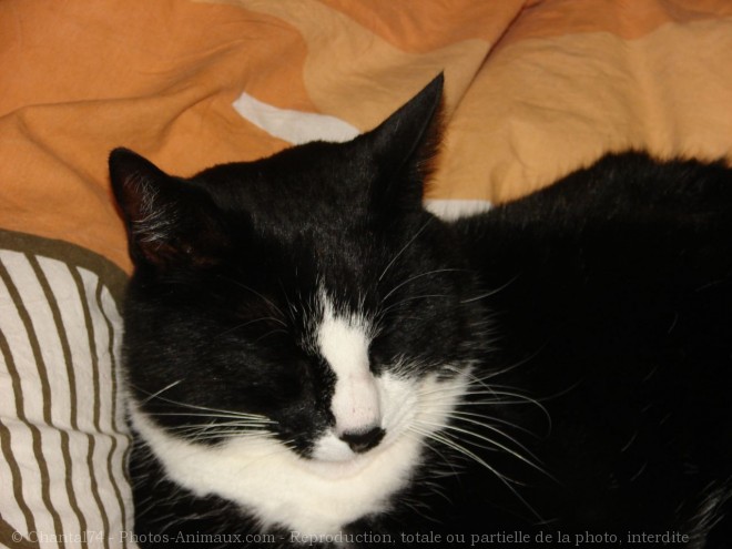 Photo de Chat domestique