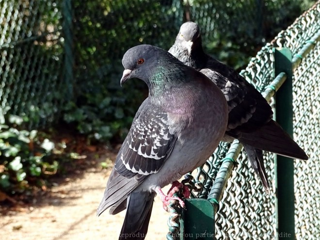 Photo de Pigeon