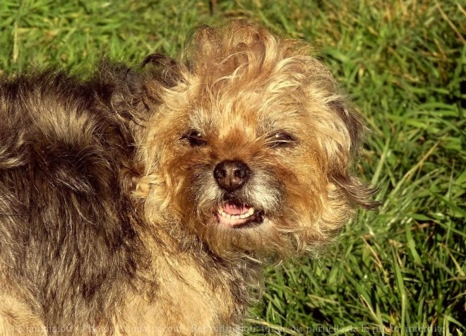 Photo de Border terrier