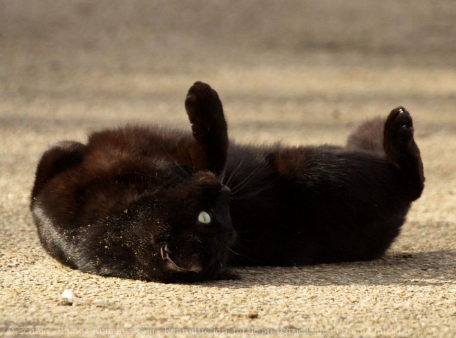 Photo de Chat domestique