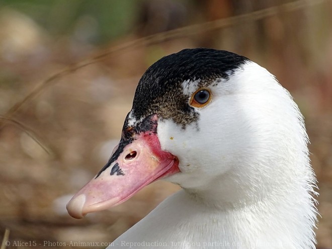 Photo de Canard