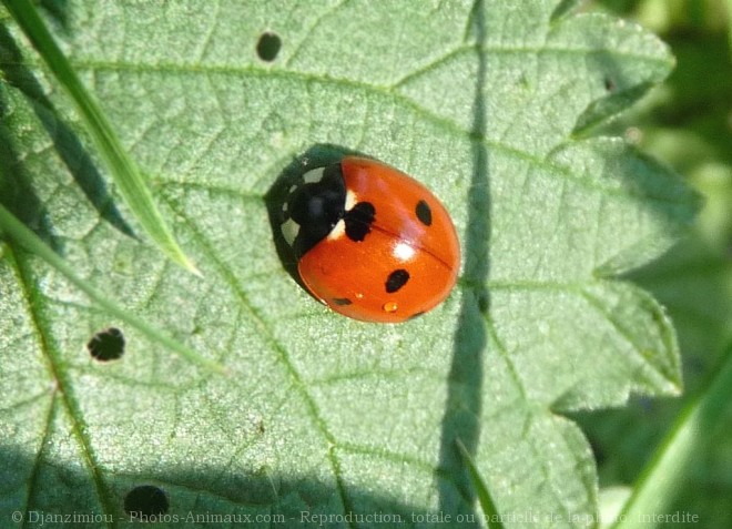 Photo de Coccinelle