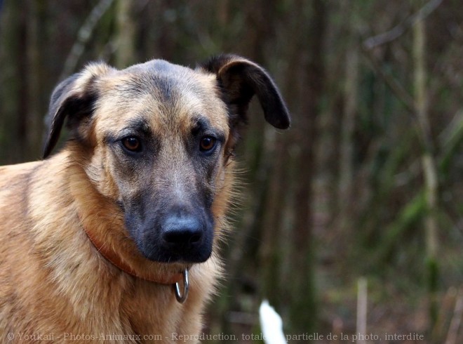 Photo de Berger belge malinois