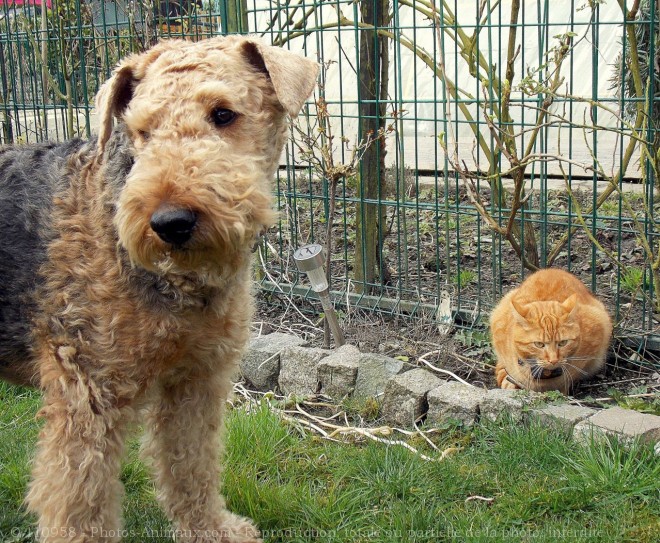 Photo de Races diffrentes