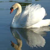 Photo de Cygne