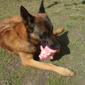 Photo de Berger belge malinois