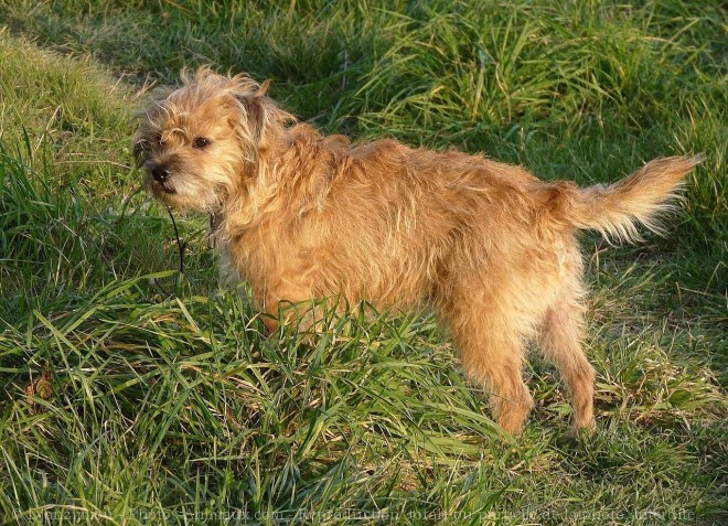 Photo de Border terrier