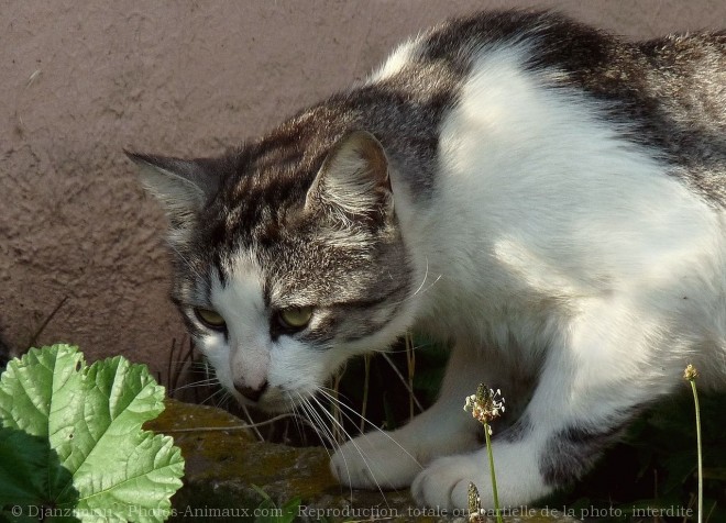 Photo de Chat domestique