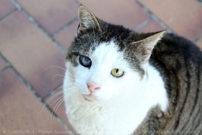 Photo de Chat domestique