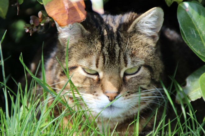 Photo de Chat domestique