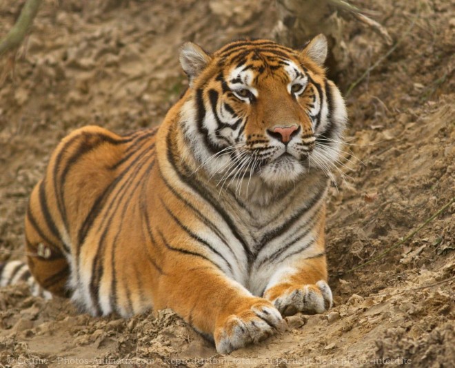 Photo de Tigre