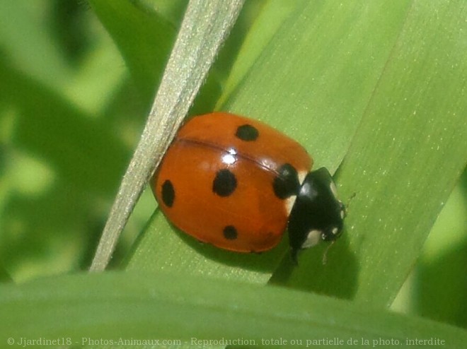 Photo de Coccinelle