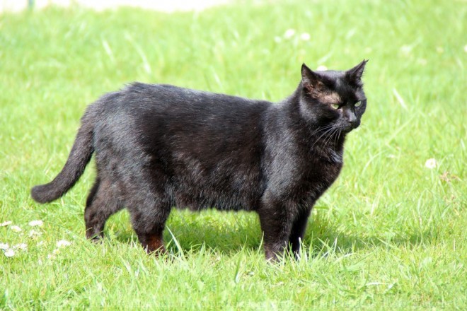 Photo de Chat domestique