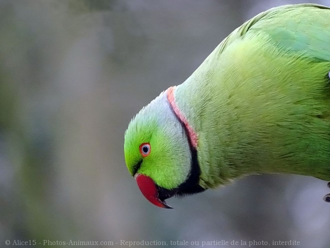 Photo de Perruche  collier