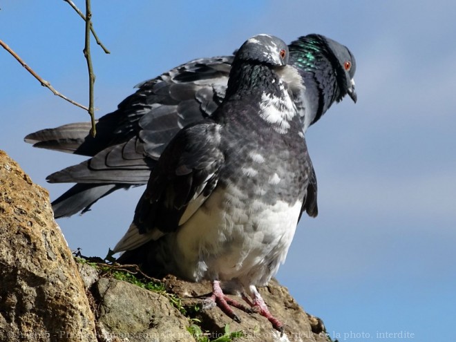 Photo de Pigeon