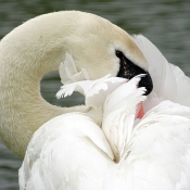 Photo de Cygne