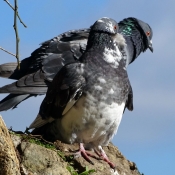 Photo de Pigeon