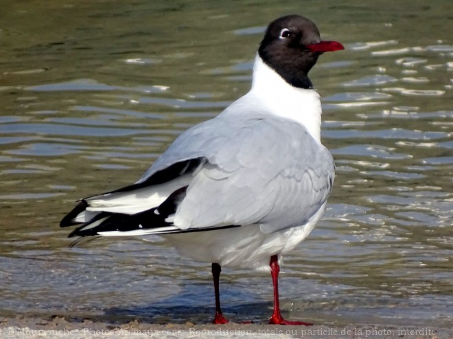 Photo de Mouette