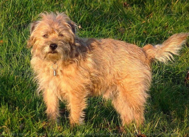 Photo de Border terrier