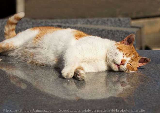 Photo de Chat domestique