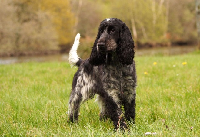 Photo de Cocker anglais