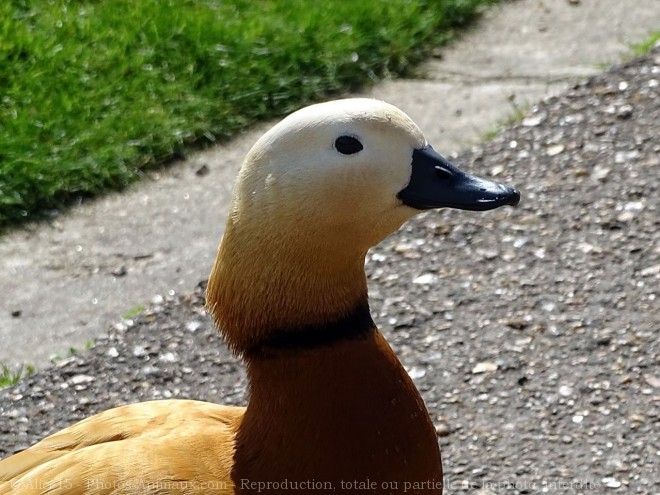 Photo de Canard tadorne casarca