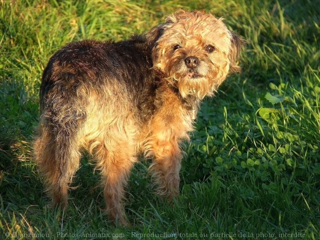 Photo de Border terrier