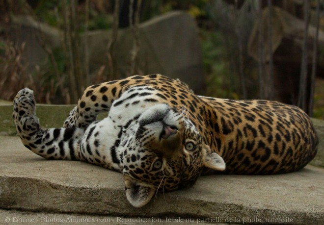 Photo de Jaguar