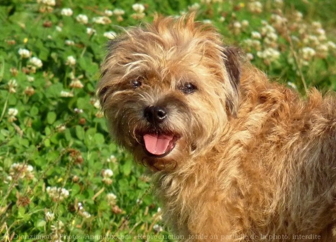 Photo de Border terrier