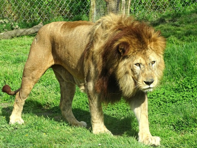 Photo de Lion