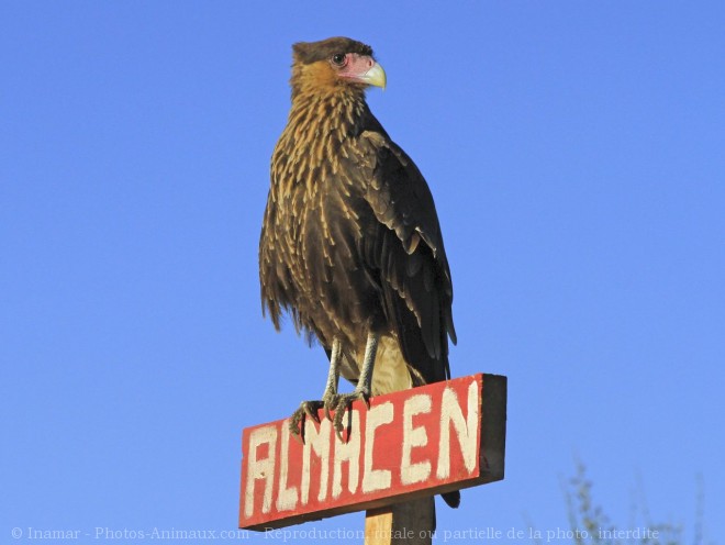 Photo de Caracara