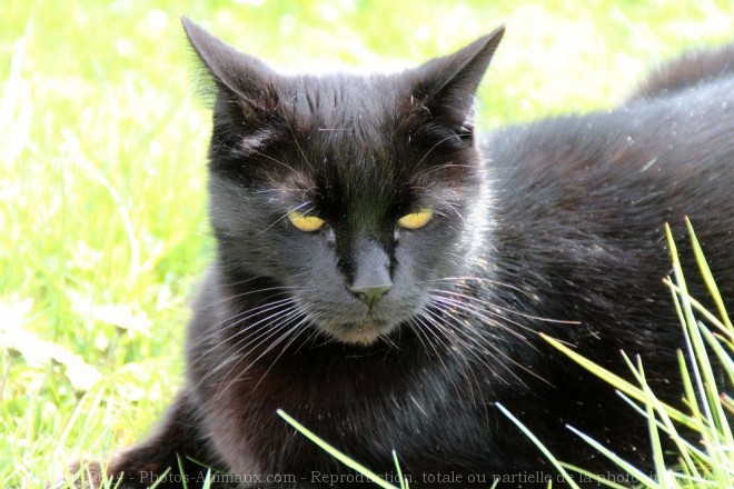 Photo de Chat domestique