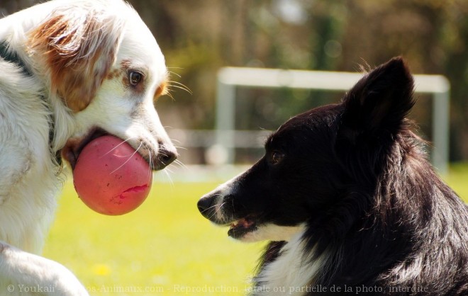 Photo de Races diffrentes