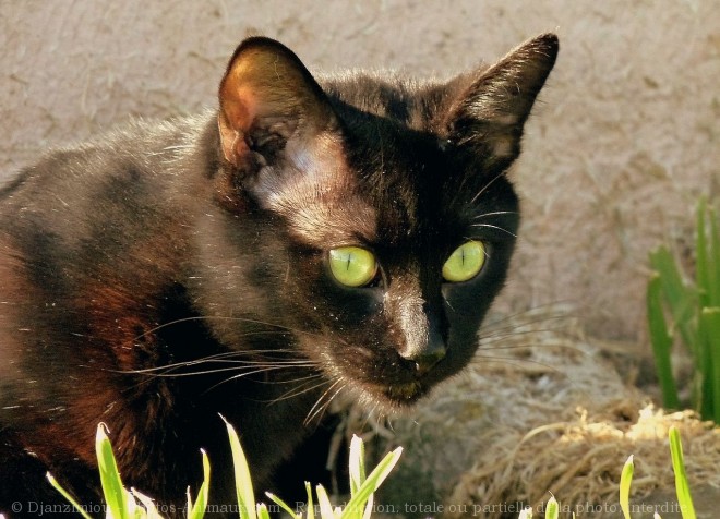 Photo de Chat domestique