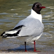 Photo de Mouette