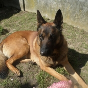 Photo de Berger belge malinois