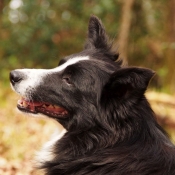 Photo de Border collie