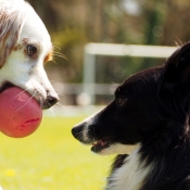 Photo de Races diffrentes