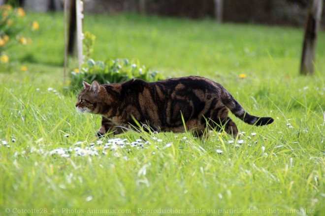 Photo de Chat domestique