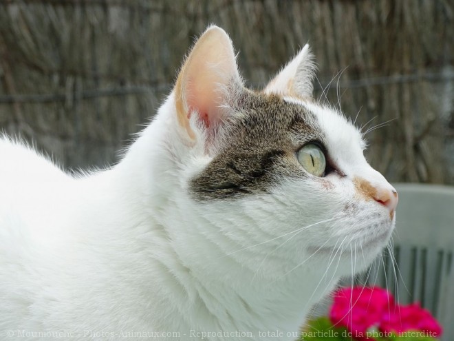 Photo de Chat domestique