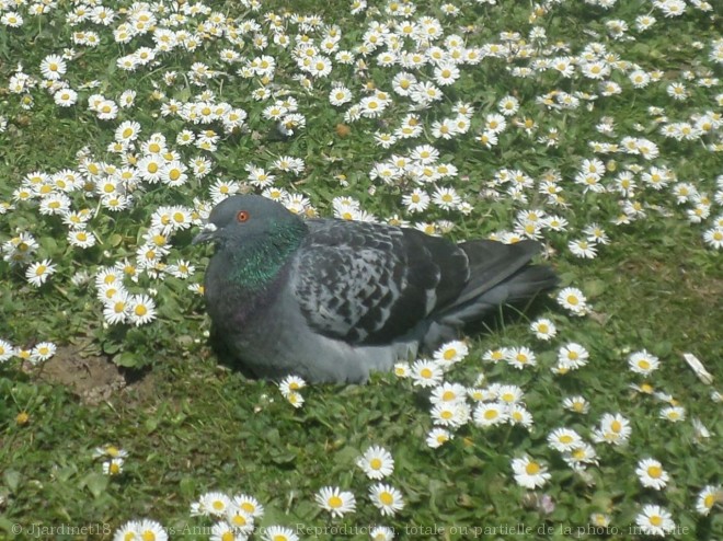 Photo de Pigeon - biset