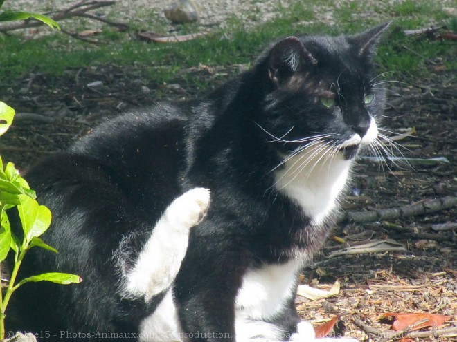 Photo de Chat domestique