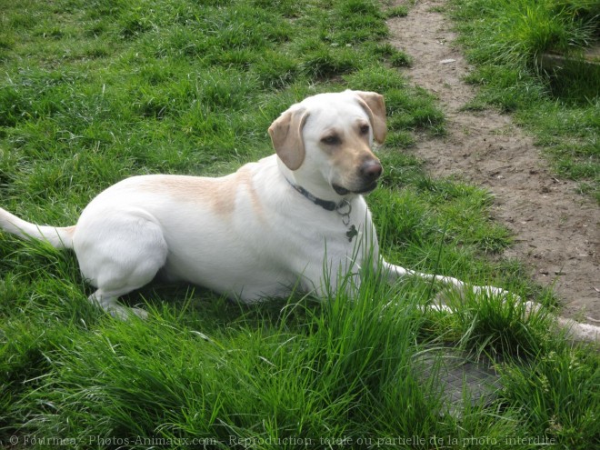 Photo de Labrador retriever