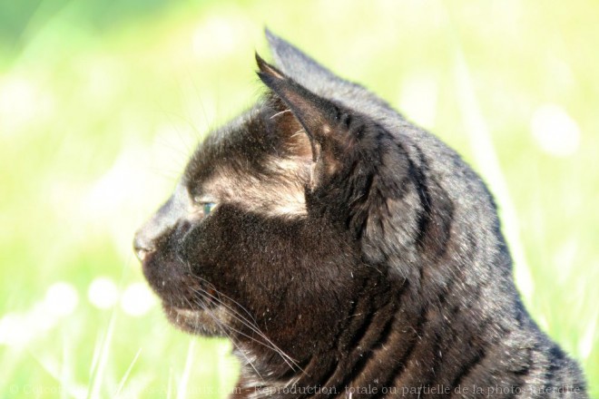 Photo de Chat domestique