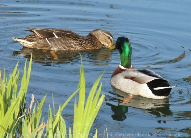 Photo de Canard colvert