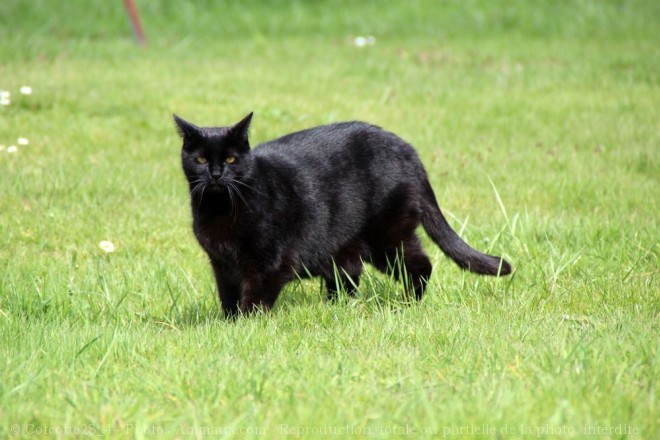 Photo de Chat domestique