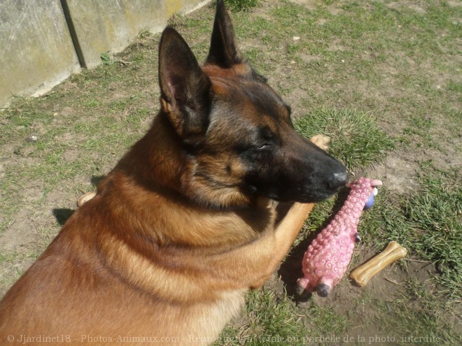 Photo de Berger belge malinois